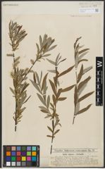Foto von Salix repens L. x Salix viminalis L.